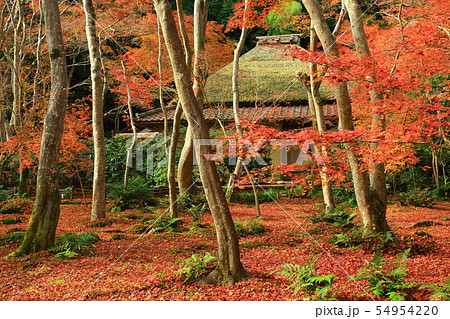 嵐山 祇王寺の紅葉の写真素材