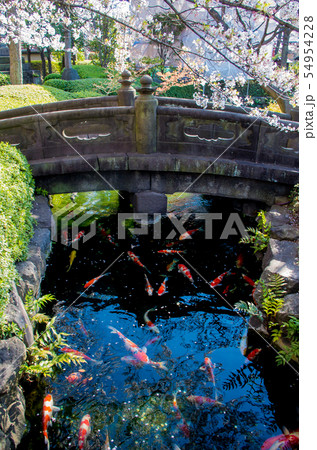 鯉　川　庭園 54954228