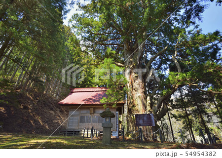 日下野のスギ 54954382