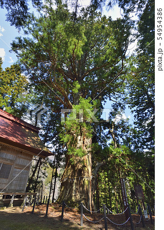 日下野のスギ 54954386