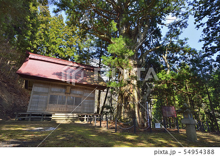 日下野のスギ 54954388