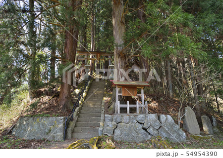 日下野のスギ 日下野のスギ 54954390