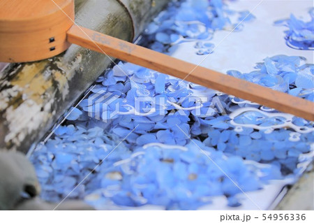 京都　楊谷寺 54956336