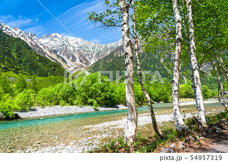 《長野県》新緑の上高地・岳沢と白樺 54957319