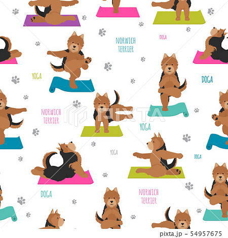 Yoga dogs poses and exercises. Norwich terrier 54957675