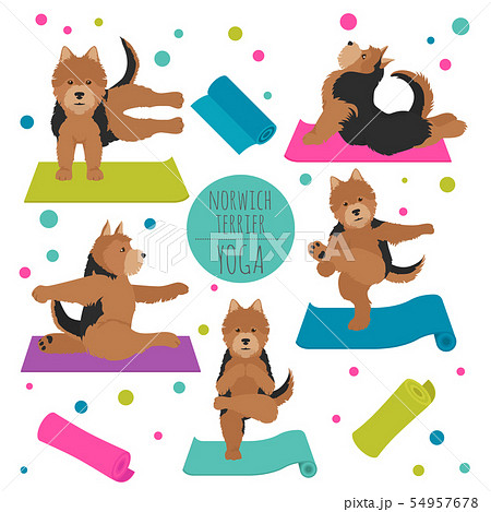 Yoga dogs poses and exercises. Norwich terrier Yoga dogs poses and exercises. Norwich terrier 54957678