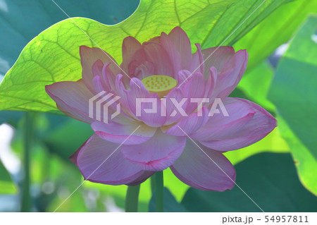 神聖な花 神聖な花 54957811