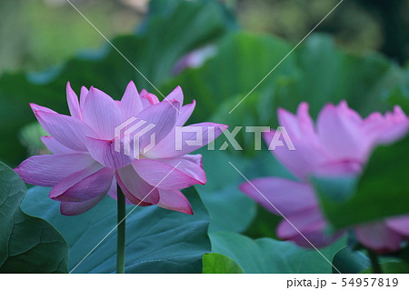 神聖な花 54957819