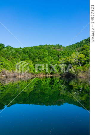 新緑の鎌池：5月　　　　　　北安曇郡小谷村 54957821