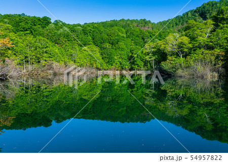 新緑の鎌池:5月 北安曇郡小谷村 新緑の鎌池:5月 北安曇郡小谷村 54957822