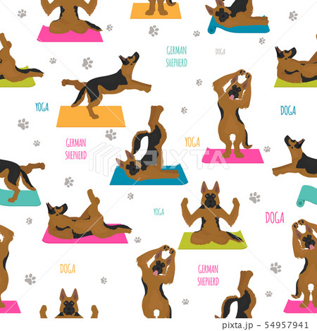 Yoga dogs poses and exercises. German shepherd Yoga dogs poses and exercises. German shepherd 54957941