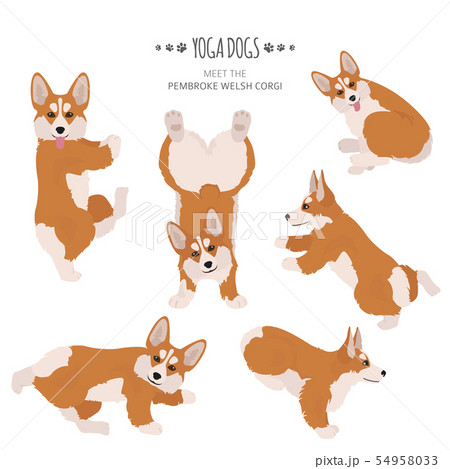Yoga dogs poses and exercises. Welsh corgi Yoga dogs poses and exercises. Welsh corgi 54958033