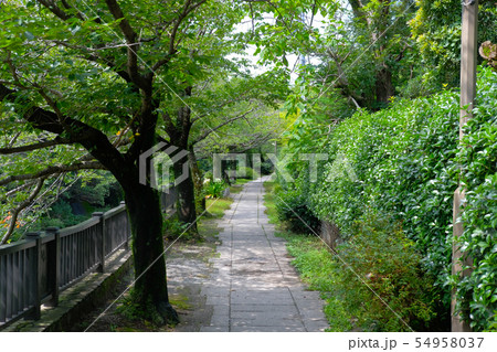 伊東市の松川沿い 54958037