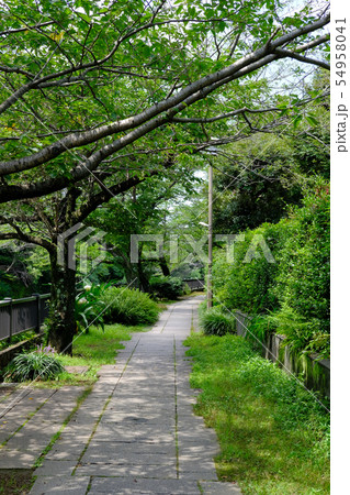 伊東市の松川沿い 伊東市の松川沿い 54958041