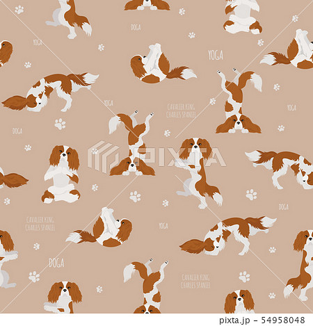 Yoga dogs poses and exercises. Cavalier King 54958048