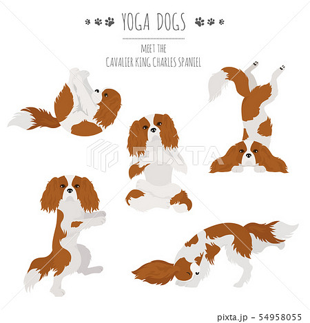 Yoga dogs poses and exercises. Cavalier King Yoga dogs poses and exercises. Cavalier King 54958055