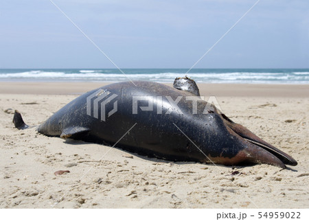 Dead dolphin washed up on a beach 54959022