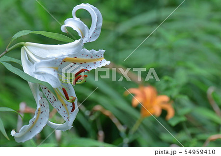 百合の王様 54959410