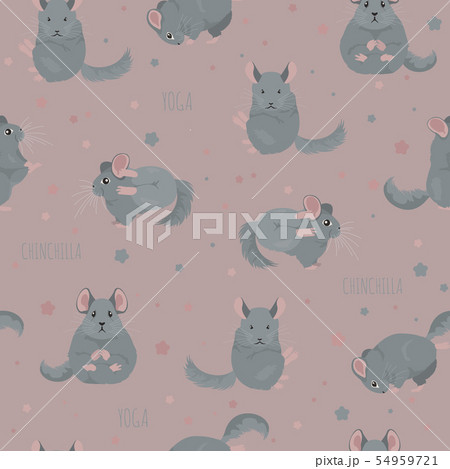 Chinchilla yoga poses and exercises. Cute cartoon Chinchilla yoga poses and exercises. Cute cartoon 54959721