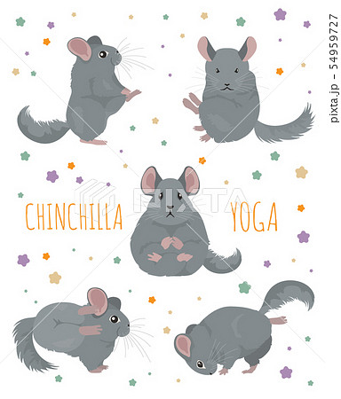 Chinchilla Yoga Poses And Exercises Cute Cartoonのイラスト素材