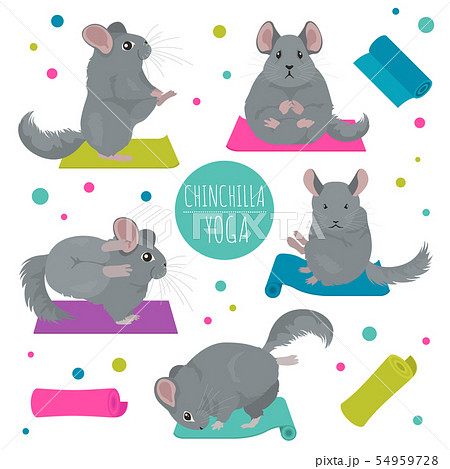 Chinchilla Yoga Poses And Exercises Cute Cartoonのイラスト素材