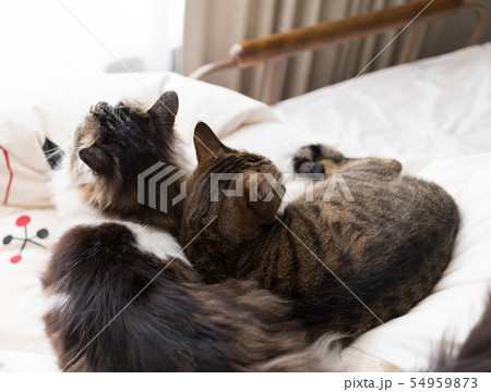 ねこ ねこ 54959873