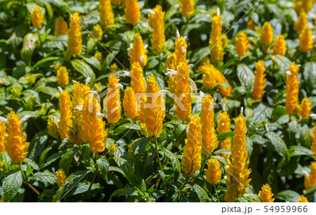 Flower Pachystachys lutea 54959966
