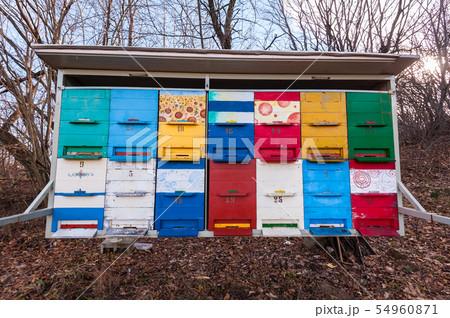 Hives of bees in the apiary. 54960871