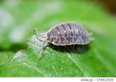 ワラジムシ 54961039