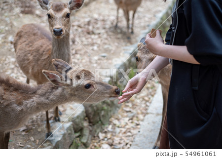 鹿の餌やり 54961061