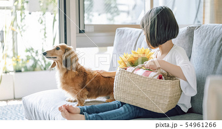 犬のいる暮らし 女の子の写真素材