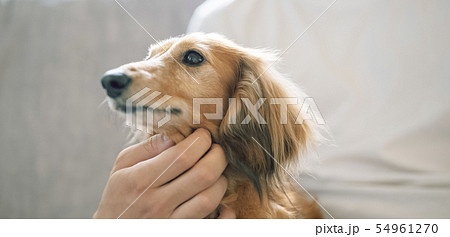 犬のいる暮らし 女性 犬のいる暮らし 女性 54961270