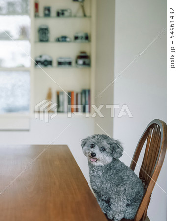 犬　ライフスタイル 54961432