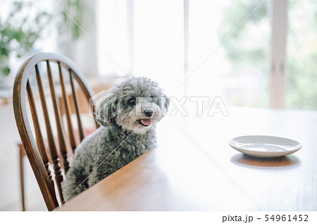 犬 ライフスタイル 犬 ライフスタイル 54961452