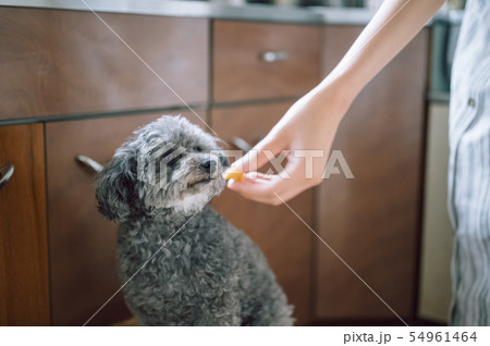 犬　ライフスタイル 54961464
