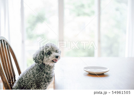 犬　ライフスタイル 54961505