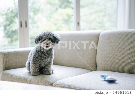犬 ライフスタイル 犬 ライフスタイル 54961613