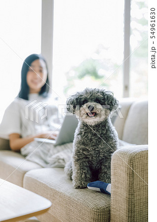 犬のいる暮らし　女性　ビジネス 54961630