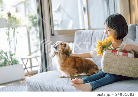 犬のいる暮らし 女の子の写真素材