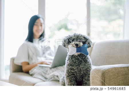 犬のいる暮らし 女性 ビジネス 犬のいる暮らし 女性 ビジネス 54961685