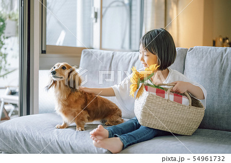 犬のいる暮らし 女の子の写真素材