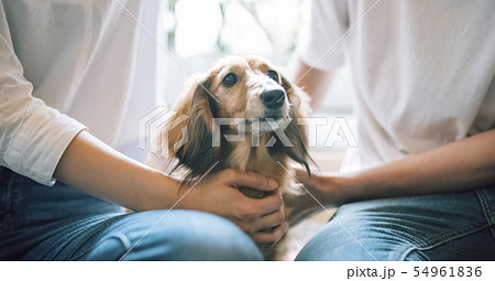 犬のいる暮らし　夫婦　カップル 54961836
