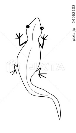 Lizard outline black vector on white isolate. 54962102