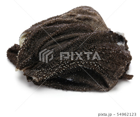 センマイ 54962123