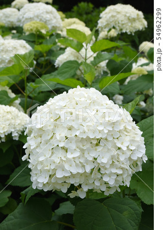 真っ白な紫陽花 54962299