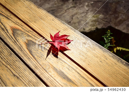 一枚の紅葉（京都・嵐山） 54962430