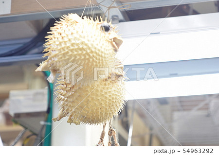 沖縄 市場 アバサー 沖縄 市場 アバサー 54963292