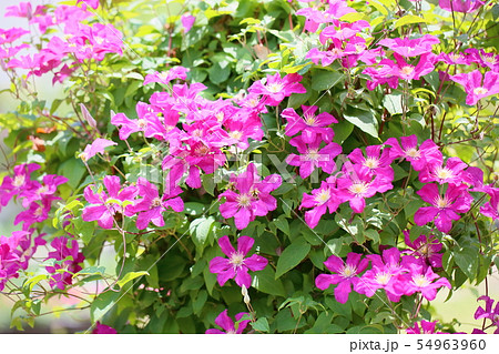 クレマチスの花 クレマチスの花 54963960