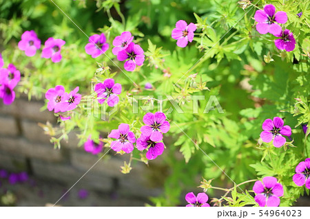 ゲラニュウムの花 54964023