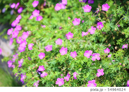 ゲラニュウムの花 ゲラニュウムの花 54964024